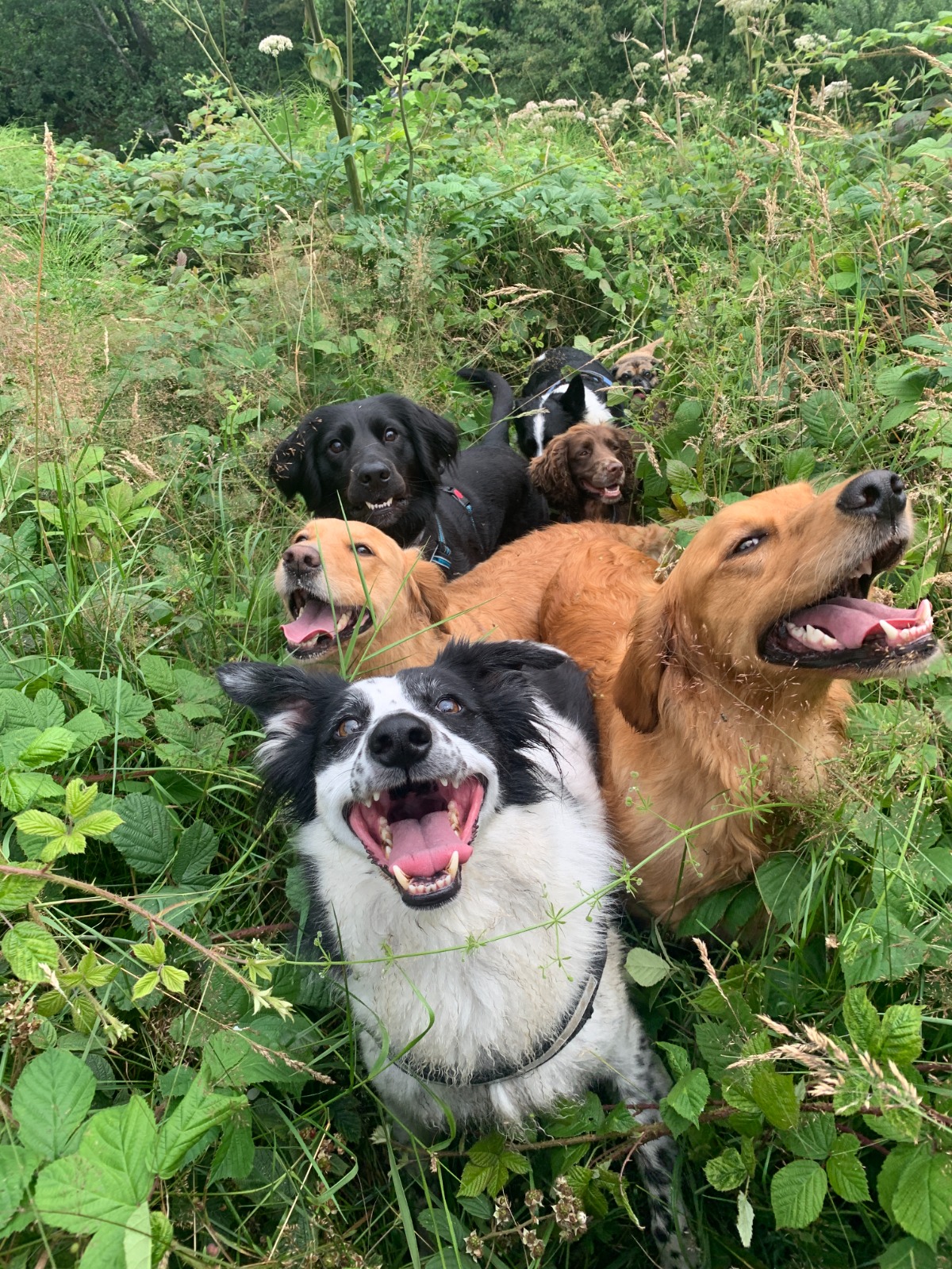 Happy dogs at Keadeen Paws enjoying outdoor playtime on a bright sunny day in Wicklow
